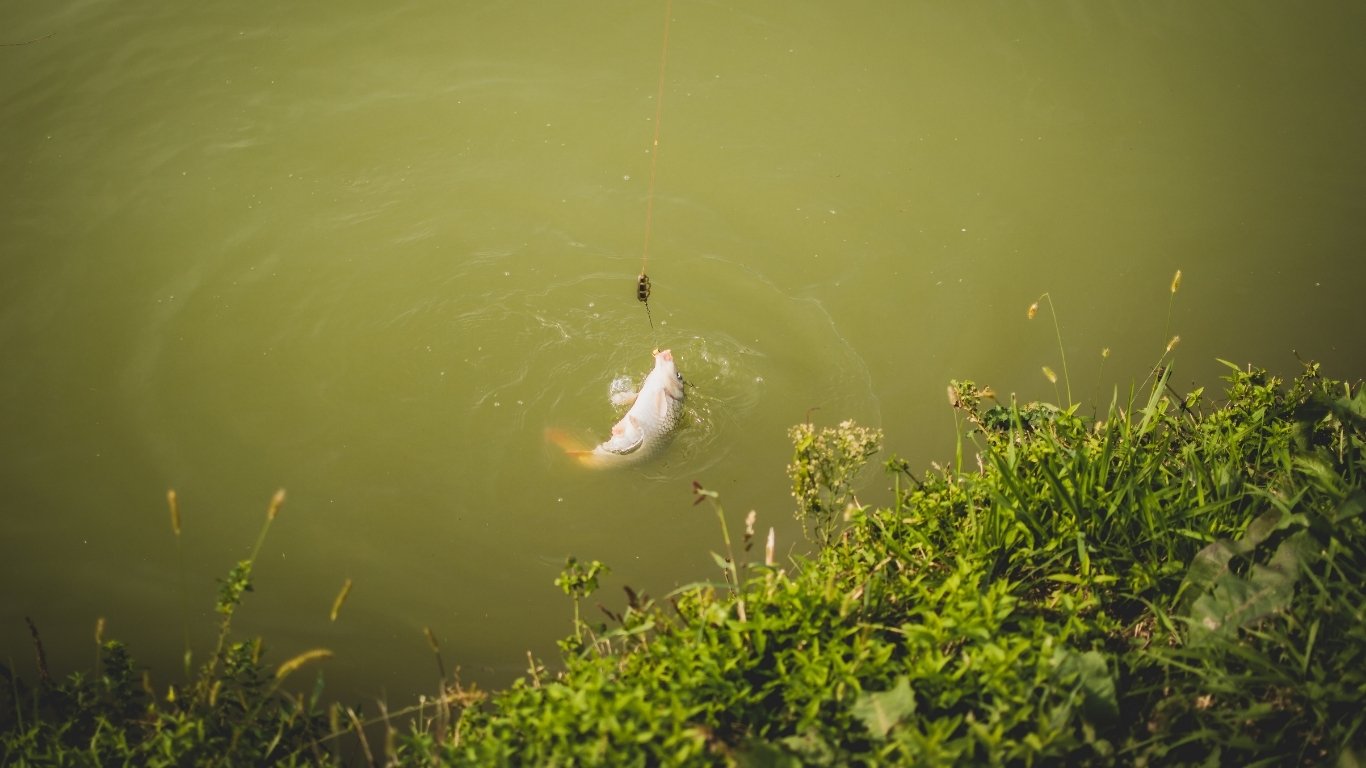 Karper op method feeder