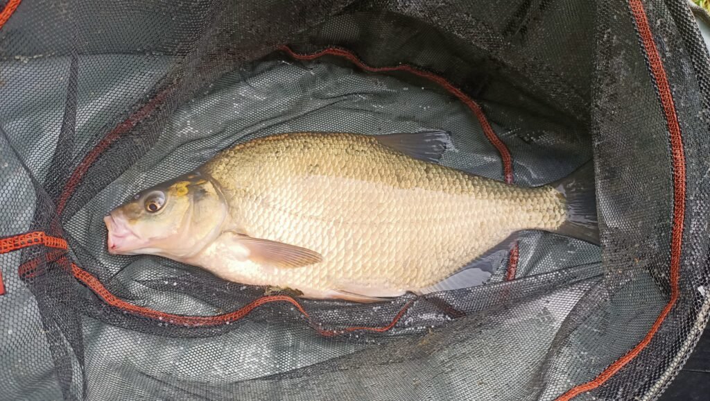 🎣Het Kwartje Viel – Joop Breekt Door met Grote Brasems!