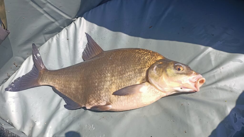 🎣Het Kwartje Viel – Joop Breekt Door met Grote Brasems!