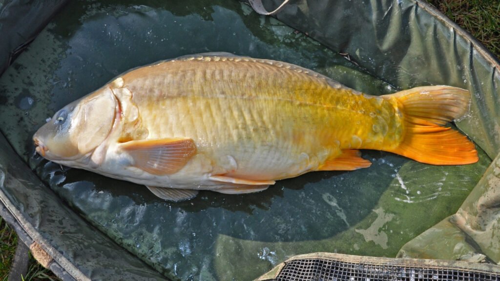 Feeder Beginners gids 2026