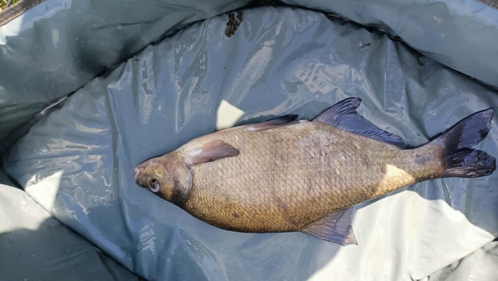 Feeder Beginners gids 2026